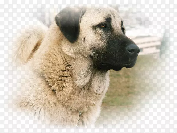 ��������������Ȯ-������