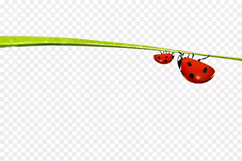 ����Ҷ��������-Ҷ�ϵ�����-������