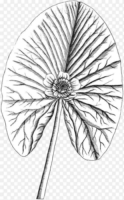 �������������Գ�ͼ����-������