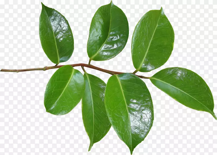 ��֦�޻������廨������-������