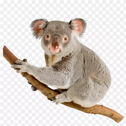 �����Ĵ���������ӰҰ�����￼��-������