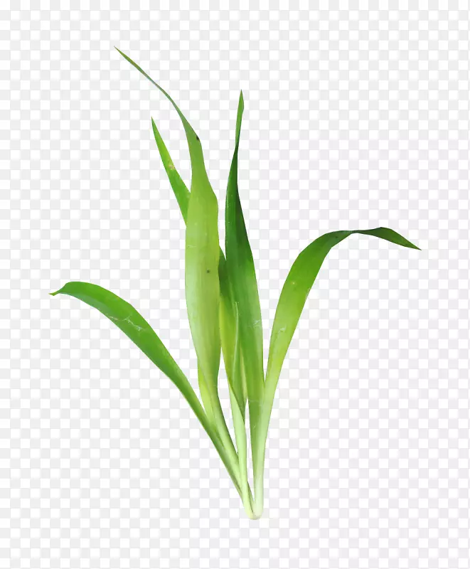 ˮ��ֲ�����ؼ�����-��-������