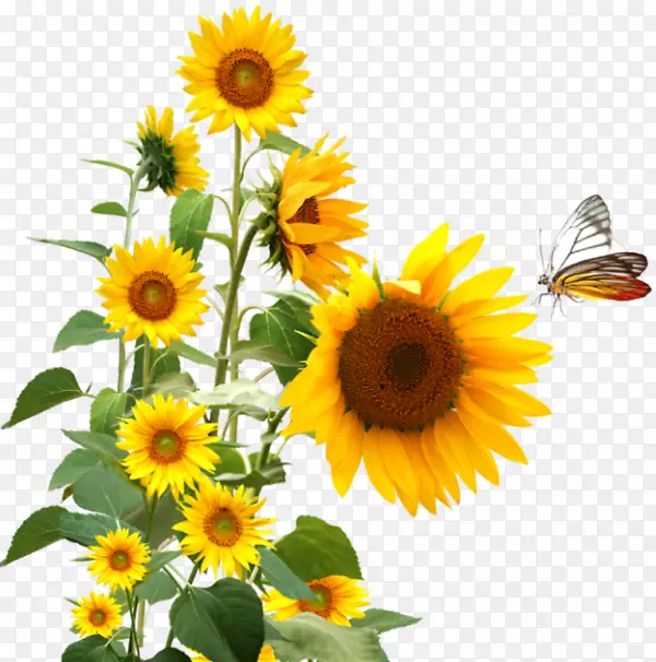 ף���Ҹ�-YouTube-������