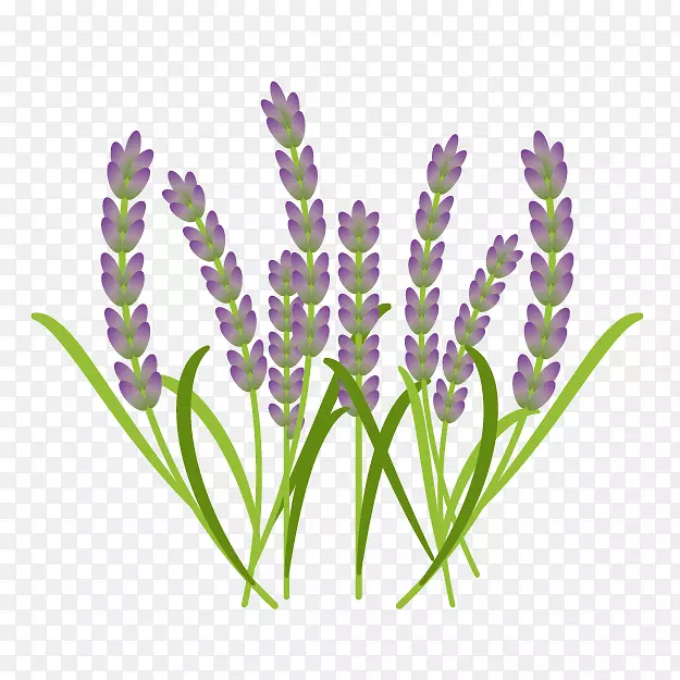 Ӣ��޹�²ݷ���޹�²ݷ����Ʒ�խҶֽƤ-������