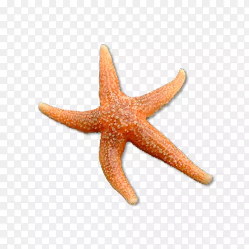 ���Ǽ�Ƥ�����ѧ-����-������