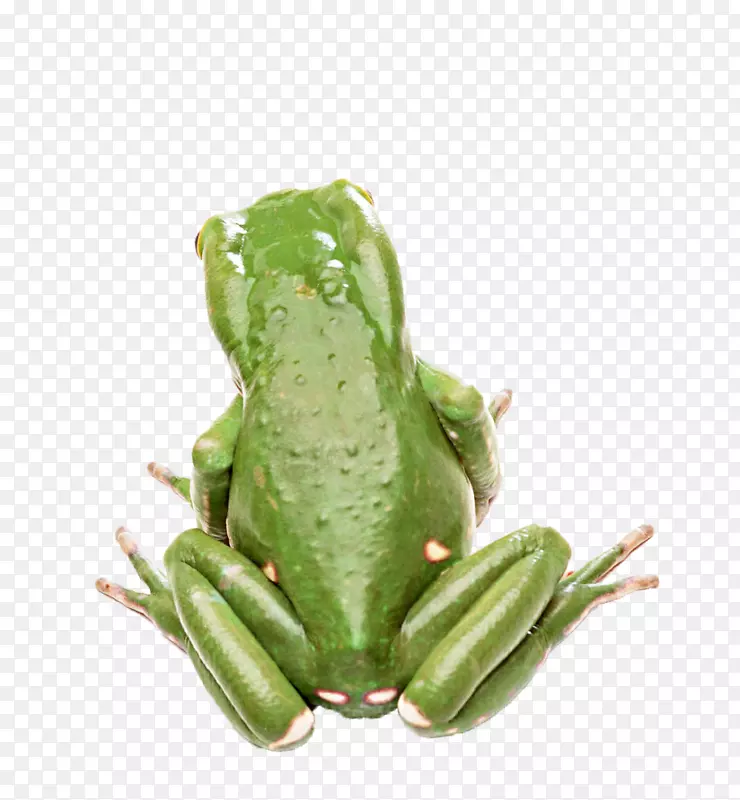 ʳ�����ܶ������ܱ�ֽ-��ɫ����-������