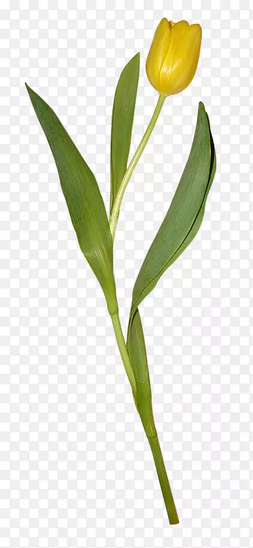 ������ƻ�����-��ɫ������-������