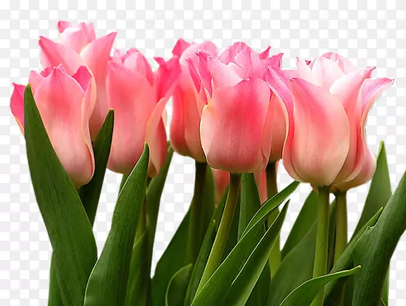 �����㻨Ҷ������-�ۺ�ɫ������-������