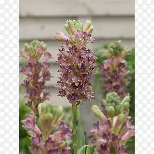 Ӣ��޹�²ݿ龥�۾�����״ֲ��-�۾�-������