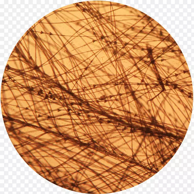 Բ��ɫ��Բ-������