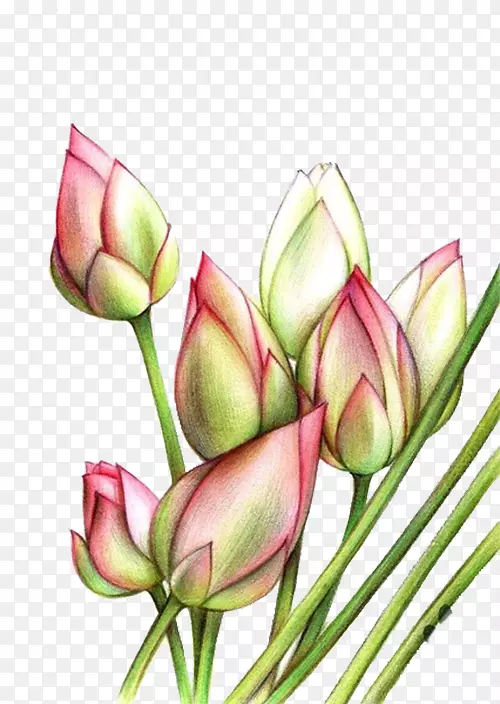 ������ֲ�ﾥ�ۺ�ɫ�̷�ɫ������-������