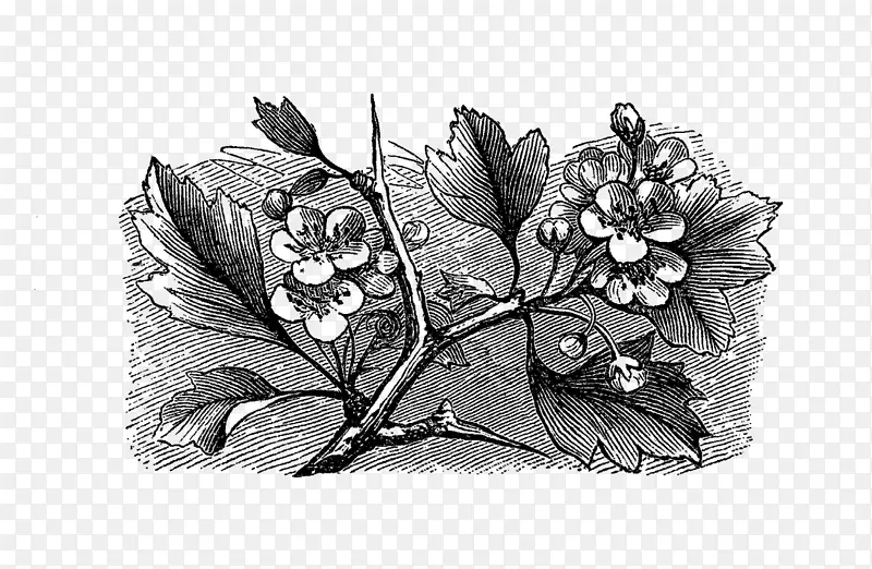 ��Ҷ/m/02csf����ֲ���Ҷ-������