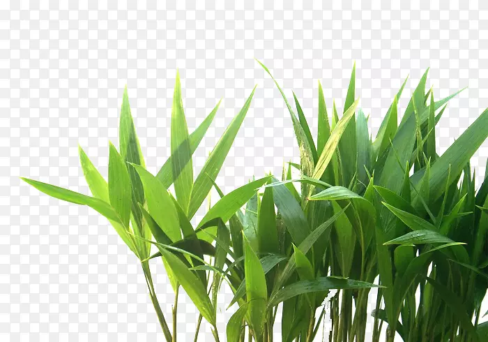 ���ŷʽ��-������