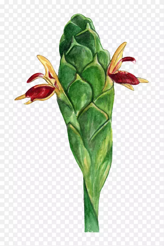 ���θ�����ֲ��-����-������