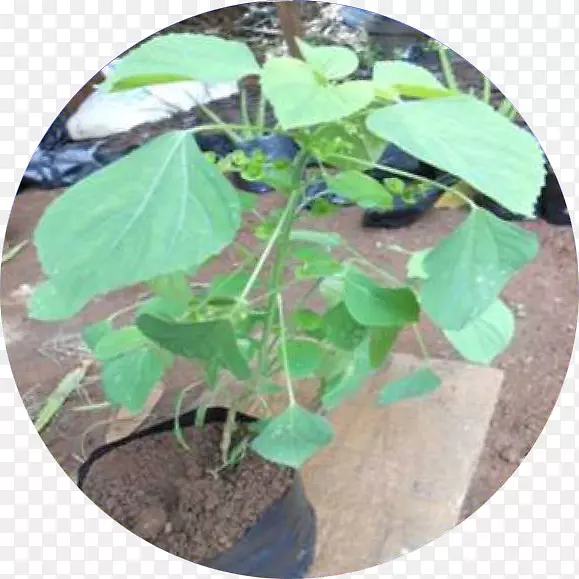 ��ľ�ݸ�Ҷ-������