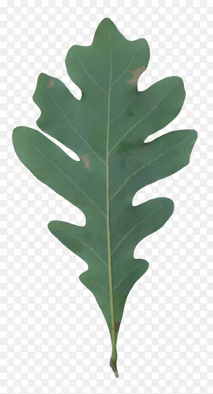 Ҷ��ѧ������Ȼ���ּӣ�-Ҷ-������