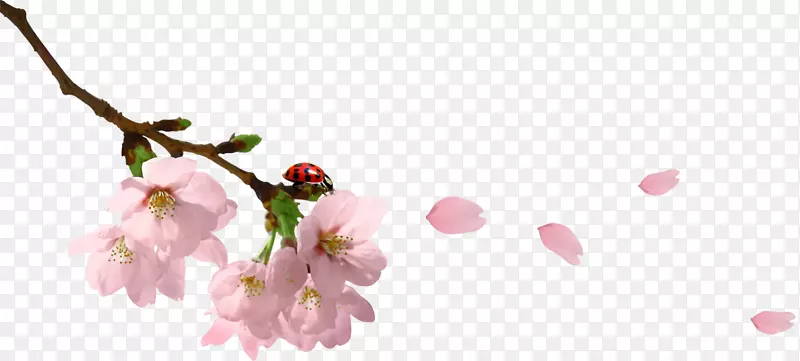 ��ɫ������-ӣ��-������