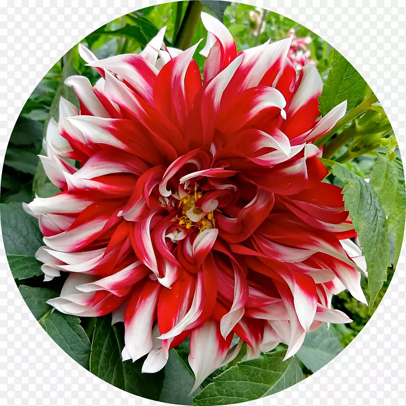 �������л�����-Ӣ��԰��-������