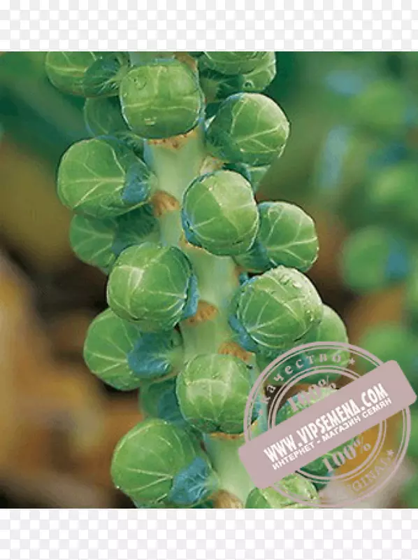 ʮ�ֻ����߲�-������