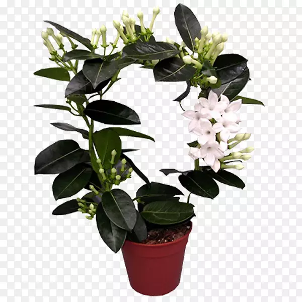 ����ֲ�ﻨ���л���԰õ�廨-������