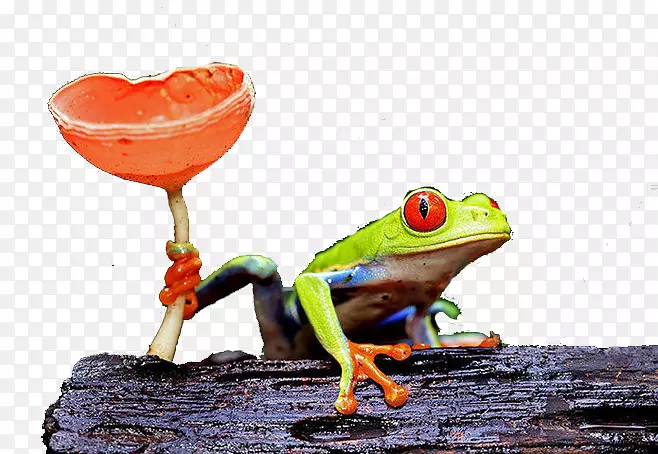 �����������ܶ�������-������