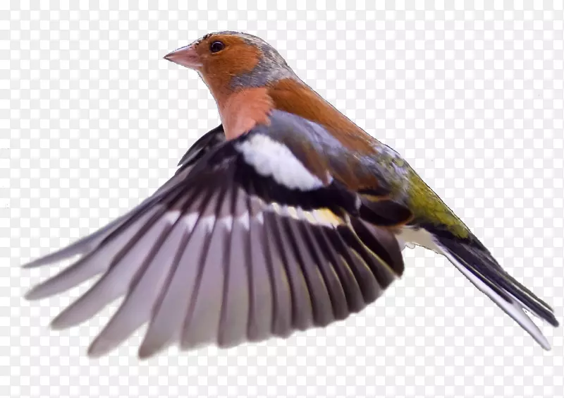 ŷ��֪����ŵ���˵���-������