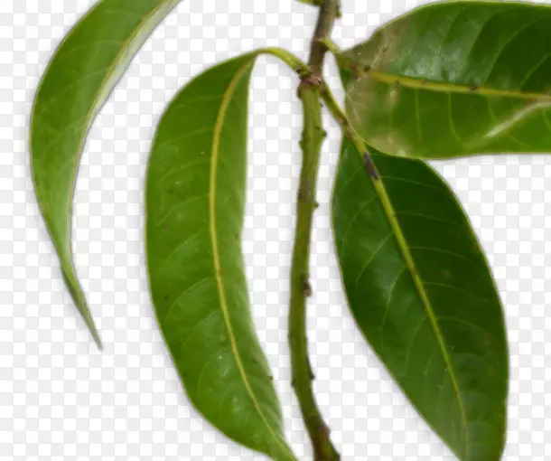 ��Ҷ��â������Ҷ-������