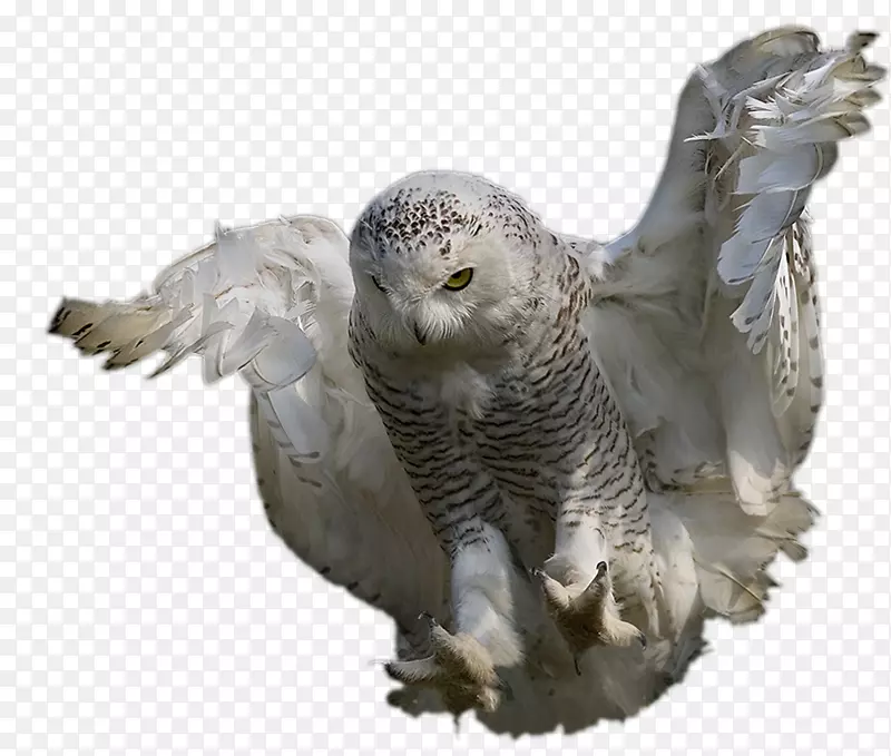 Сèͷӥ���Ĳ�����-èͷӥ-������