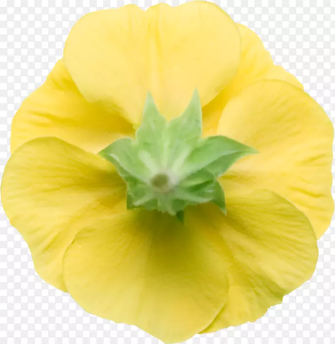 ��ͨҹ-������-������