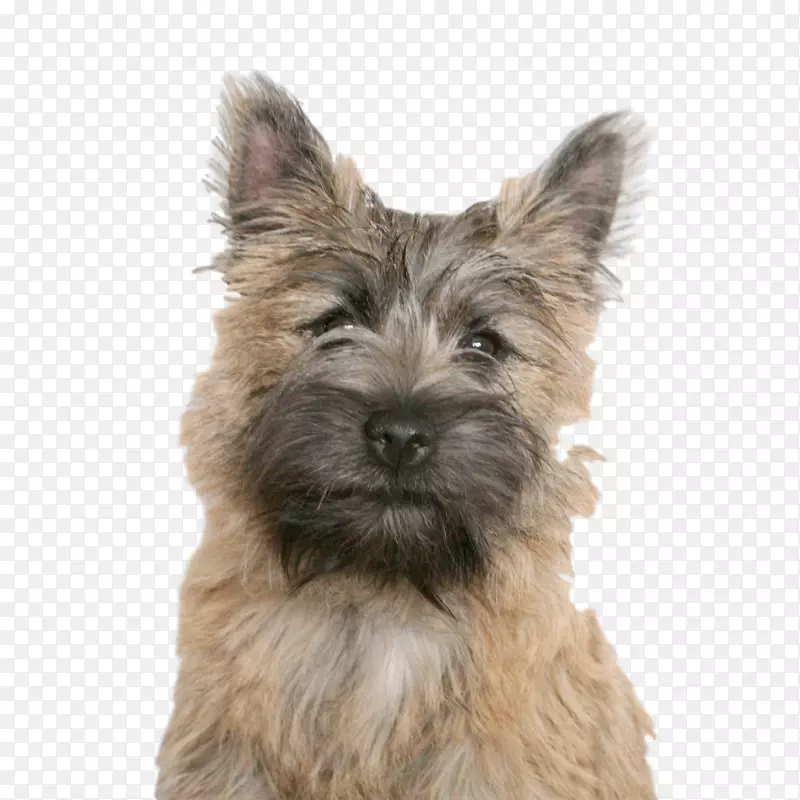 ����С��Ȯ���ϵ�������Ȯ����˹����Ȯ���ߵذ���Ȯʯ��-������