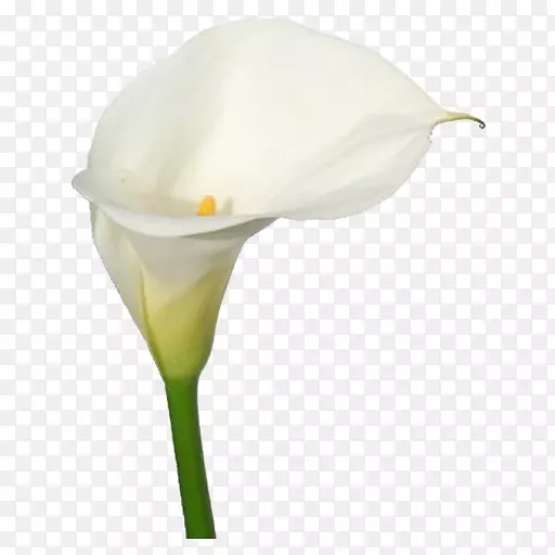 �ٺϻ�-������