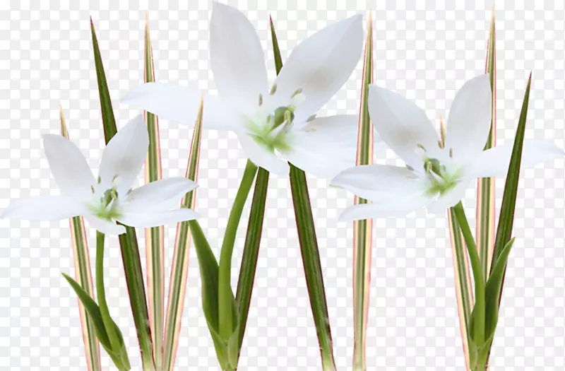 �����л�����ֲ�ﾥ����-������