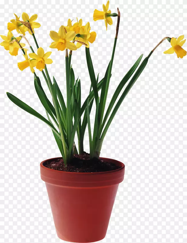 ��������ֲ�ﻨ��-������