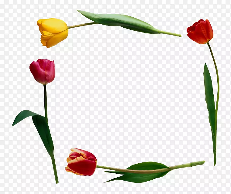 �����㻨������-��ɫ������-������