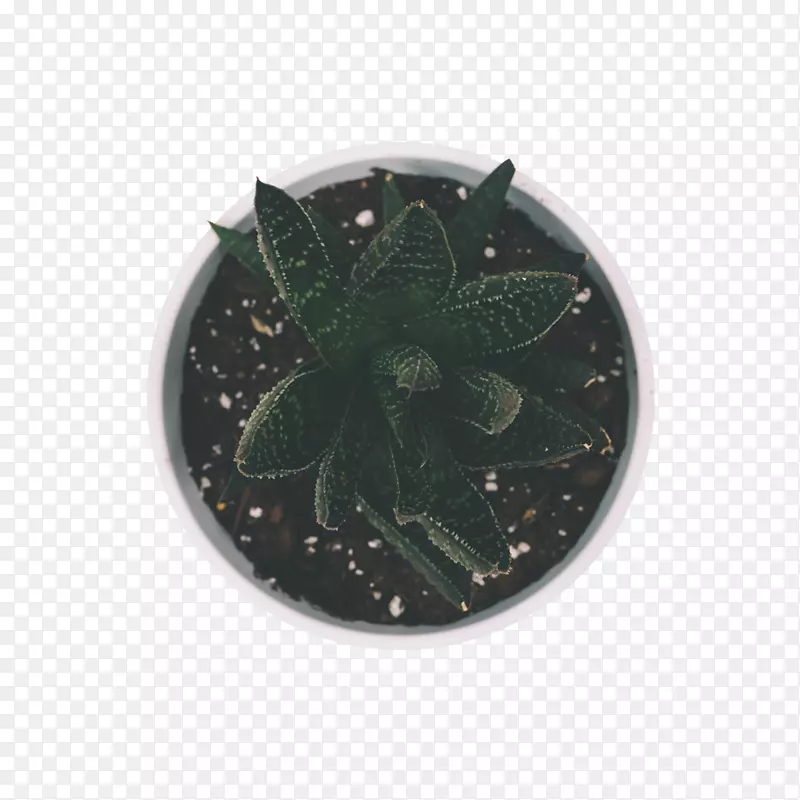 ����ʮ��Ը��������������ֲ��-������