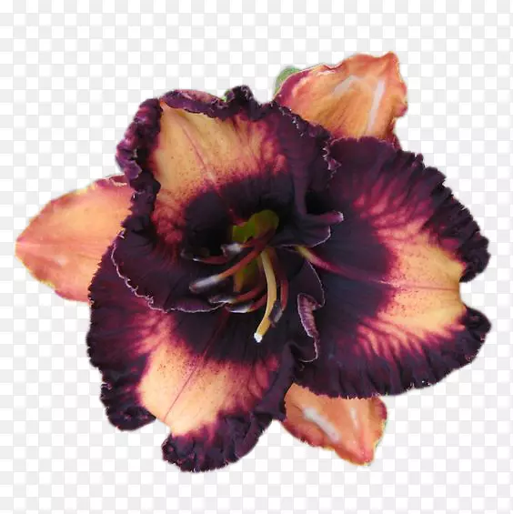 ���ͻ��ռǰٺϻ�����-������