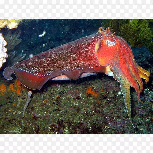 �Ĵ�����ͷ����-������