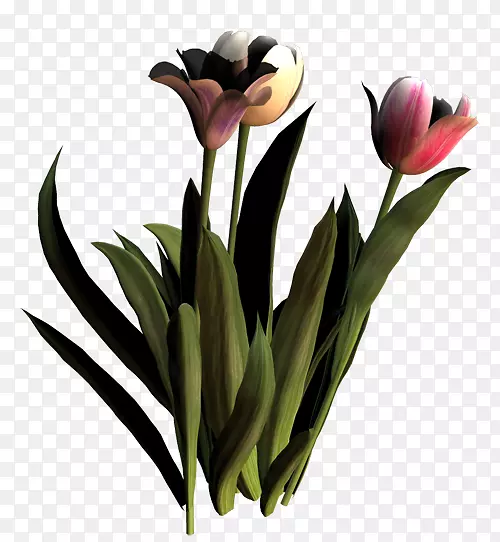 �����㻨�л�����ֲ�ﾥ������-������