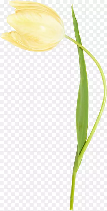 ������ֲ�ﾥѿ�����-������-������