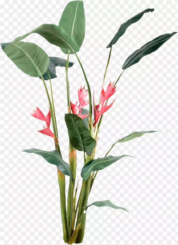 ֲ���װ�ĺ�Ǽ�����-ֲ��-������