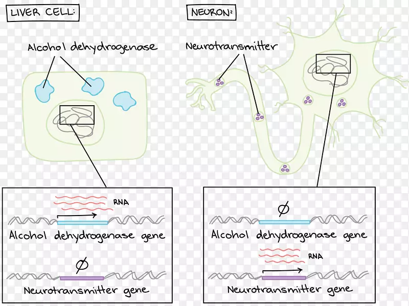 ϸ�����ڹ�������˿����ֽ-������