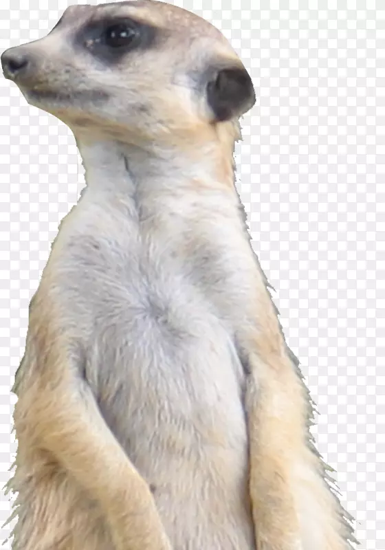 è���롢Ƥë�����ӡ�½������-����-������