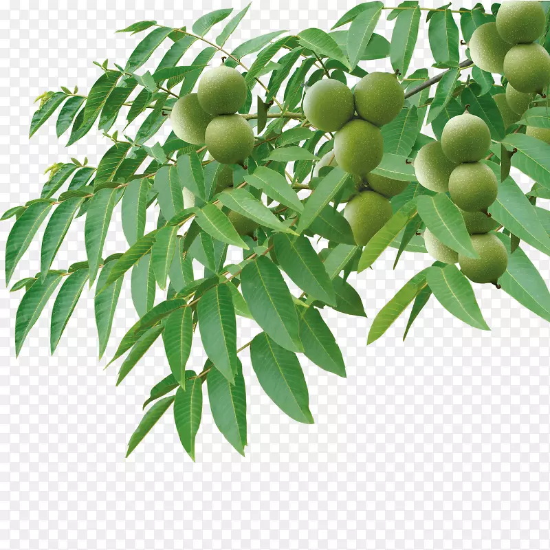 Ӣ��������-������