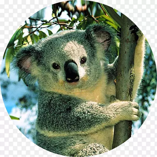 �Ĵ����ǿ��������֧�ְĴ����ǿ�������������ֽ-����-������