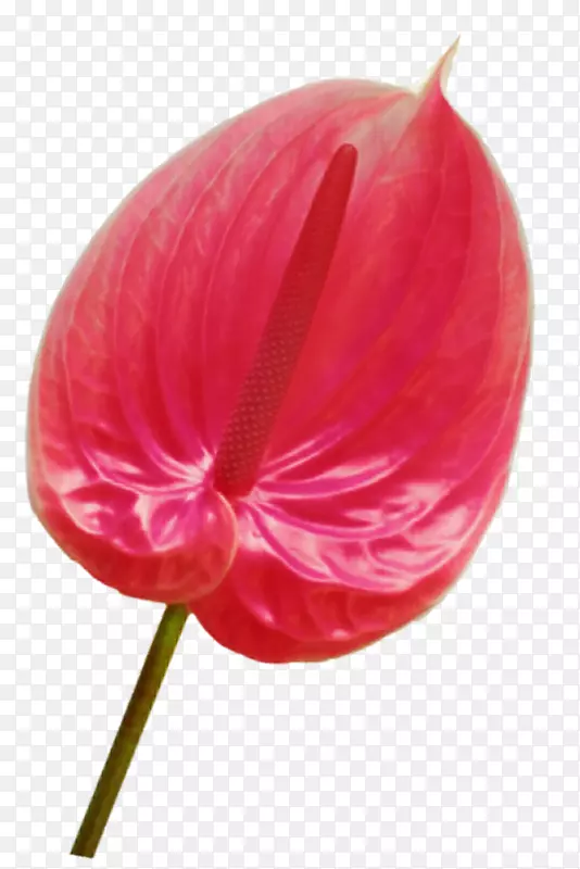 ����ֲ��-ֲ��-������