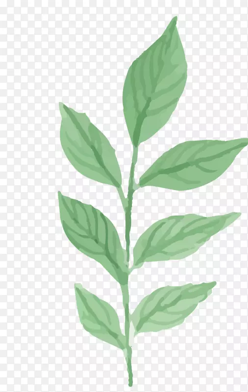 ˮ�ʻ�Ҷˮɫֲ��-������