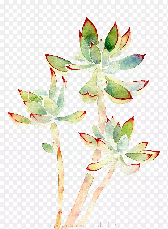 ˮ�ʻ�����ֲ��ˮ�ʻ�ֲ��-������