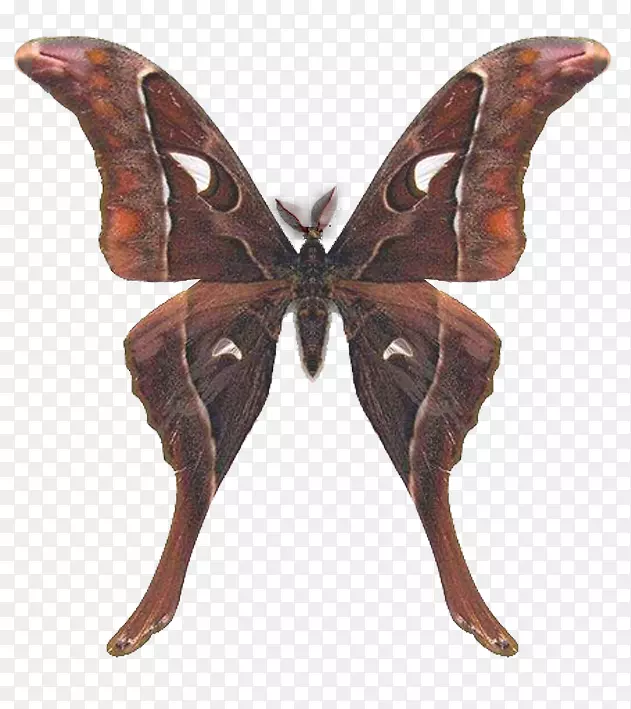 �Ĵ����Ǻ����������-����-������