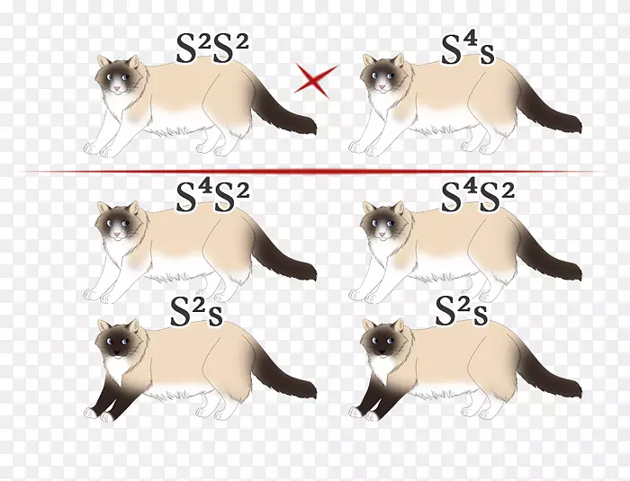 ˫ɫè����è������Э��-������