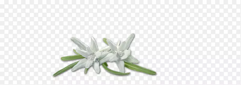 �鱦����-������